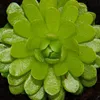Pianta carnivora - Pinguicula esseriana - vaso da 9 cm Anteprima dell’immagine prodotto 4