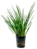 Terrarium Pflanze Acorus gramis Paludarium Regenwald Produktbild-Vorschau 1