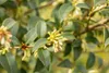 Osmanthus burkwoodii, Duftblüte, immergrün, 40–60 cm Produktbild-Vorschau 4