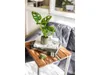 Gardners Monstera adansonii Monkey Mask, průměr 6 cm Náhled obrázku produktu 5