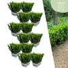 72 X Euonymus 'Green Spire' - 72 X Ø 7 Cm - ↨ 15 Cm Produktbild-Vorschau 1