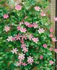 Clematis Hybrid 'Comtesse de Bouchaud', rosa Blüten, 40–60 Produktbild-Vorschau 7