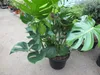XXL Monstera delicosa 80-100 cm - Köstliche Fensterblatt - Produktbild-Vorschau 4
