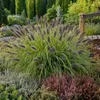 Stauden Gänge 1 x Pennisetum alopecuroides 'Black Beauty' Produktbild-Vorschau 1