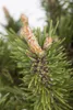 Pinus mugo 'Humpy', Bergkiefer, kompakt, 25–30 cm Produktbild-Vorschau 4