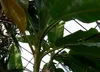 SAFLAX - Darjeeling - Banane - Musa sikkimensis - 5 Samen - Produktbild-Vorschau 4