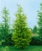 Metasequoia glyptostroboides, Urweltmammutbaum, 60–100 cm Produktbild-Vorschau 8