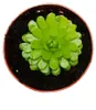 Pianta carnivora - Pinguicula esseriana - vaso da 9 cm Anteprima dell’immagine prodotto 3
