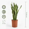 Bloomique - Lot de 2 - Sansevieria Laurentii - Langue de Voir les images du produit 7