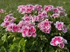 A cluster of pink and white flowers with green leaves in a garden setting. Náhled obrázku produktu