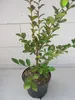 Lagerstroemia indica Acoma - Chinesische Kräuselmyrte - Produktbild-Vorschau 3