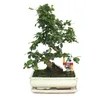 Bonsai Fukientee - Carmona microphylla - cca 10 let Náhled obrázku produktu 2