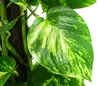 Dehner Efeutute, Epipremnum aureum, kletternde Produktbild-Vorschau 2
