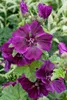 A close-up of purple Malva sylvestris flowers with green leaves and buds. Produktbild-Vorschau
