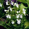 6 x Duft Veilchen  - Viola odorata 'Alba'  | Topf 9cm x 9cm Produktbild-Vorschau 1