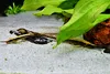 Sable pour aquarium, sable de quartz 0,5-1 mm, gris, 16 kg Voir les images du produit 10