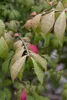 Euonymus alatus 'Compactus', Flügel-Spindelstrauch, 60–80 Produktbild-Vorschau 4