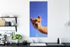 MuchoWow® Poster Alpaka - Braun - Blau 60x120 cm - Produktbild-Vorschau 3