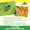 Neudorff SF Nematoden gegen Trauermücken - 5 Mio - für 50 Produktbild-Vorschau 4
