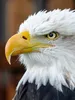 Calvendo Adler - Foto-Puzzle, 1000 Teile, 1000 Stück(e), Produktbild-Vorschau 3