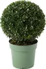 Bloomique - Ilex Crenata Jenny - Houx japonais - Feuillage Voir les images du produit 1