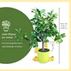 Meine Orangerie Zitronenbaum Piccolo - echte Zitruspflanze Produktbild-Vorschau 8