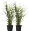 Chinaschilf - 2 Stk - Miscanthus 'Zebrinus' - Höhe 20-30cm Produktbild-Vorschau 1