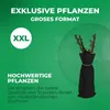 Stachelbeere Rot - 2 Pflanzen - Winterhart & Mehrjährig - Produktbild-Vorschau 3