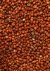 KoRo I  Radieschen Samen 1 kg Produktbild-Vorschau 2