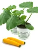 Enseleits 2er Set Zucchini Pflanze gelb (Cucurbita pepo), Produktbild-Vorschau 1