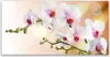 Glasbilder 120x60 Wandbild Druck auf Glas Blumen Pflanzen Produktbild-Vorschau 1
