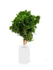 Chamaecyparis obtusa Nana Gracilis Cipresso delle cozze Anteprima dell’immagine prodotto 1