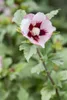 Hibiscus syriacus 'Hamabo', Roseneibisch, rosa Blüten, ca. Produktbild-Vorschau 6