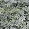 6 x Gabelblättriger Silber Wermut - Artemisia stelleriana Produktbild-Vorschau 1
