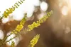 Mahonia media 'Winter Sun', Mahonie, gelbe Blüten, 60–80 cm Produktbild-Vorschau 8