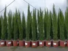 1 x Mittelmeerzypresse Cupressus Sempervirens Totem 100 - Produktbild-Vorschau 3
