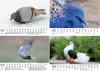 Taubenzauber DIN A5 Kalender für 2027 Vogel - Seelenzauber Produktbild-Vorschau 2