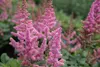 Stauden Gänge 1 x Astilbe arendsii 'Astary Rose' - Produktbild-Vorschau 7
