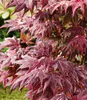 BALDUR Garten Japanischer Ahorn 'Burgund', 1 Pflanze, Produktbild-Vorschau 2
