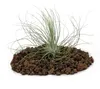 Tillandsia argentea - roslina luzna Náhľad obrázku produktu 1