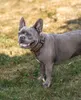 lionto Collier de chien réfléchissant, rembourré & réglable Voir les images du produit 7