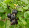 Ribes nidigrolaria  - Johannis- X Stachelbeere Produktbild-Vorschau 2