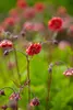 Stauden Gänge 10 x Geum rivale 'Flames of Passion‘ - Produktbild-Vorschau 5