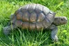 Boltze Figur Slomo Schildkröte (Dekofigur für Garten / Anteprima dell’immagine prodotto 1