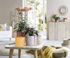A collection of potted plants on a coffee table in a bright, airy living room. Produktbild-Vorschau