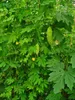 Hořká tykev (Momordica charantia) – 10 semen Náhled obrázku produktu 3