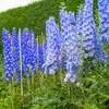 Bloomique - Lot de 3 - Delphinium Magic Fountains Bleu Ciel Voir les images du produit 3