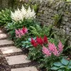 Stauden Gänge 3 x Astilbe Kollektion im 0,5 Liter Topf - Produktbild-Vorschau 3