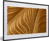 MuchoWow® MuchoWow® Gerahmtes Poster Nahaufnahme von Produktbild-Vorschau 1