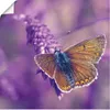 ARTland Poster Schmetterling Lavendeltraum Größe: 70x70 cm Produktbild-Vorschau 1
